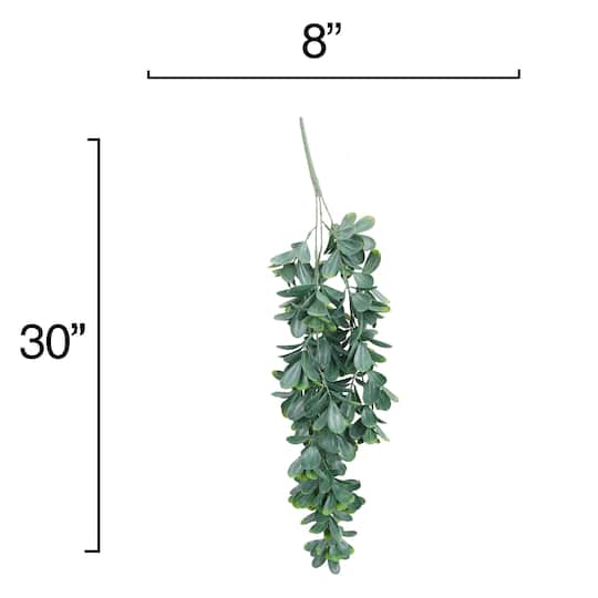 4 Pack: 30" Trailing Jade Bush by Ashland®